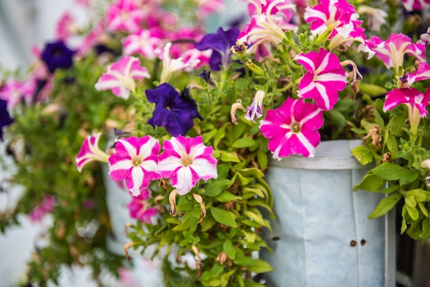 Foto roze en purpere kosmosbloemen die in de tuin bloeien.