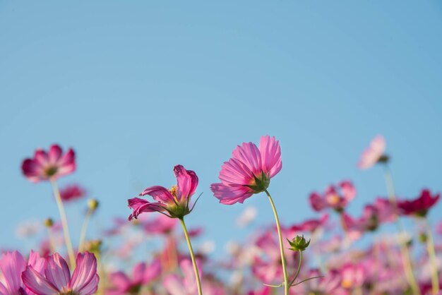 Roze en rode kosmos bloemen tuin en soft focus