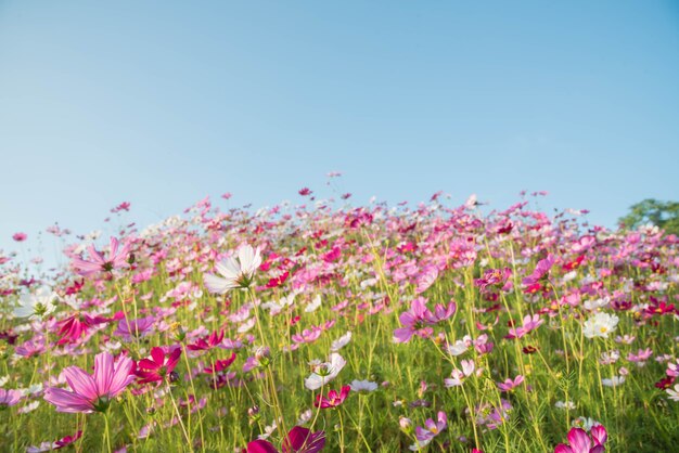 Roze en rode kosmos bloemen tuin en soft focus