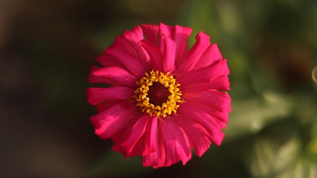 roze en rode zinnia-bloemen die bloeien in het regenseizoen op de natuurachtergrond.