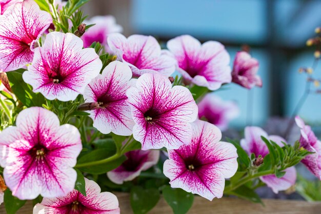 Roze en violette surfiniabloemen en groene bladeren in verse tuin met natuurlijke achtergrond