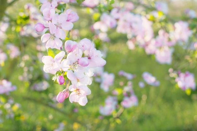 Roze en witte appelbloemen in zonlicht buiten