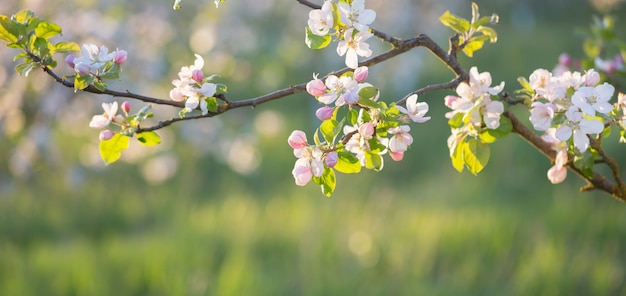 Roze en witte appelbloemen in zonlicht buiten