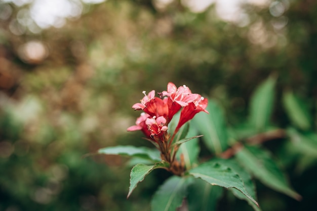 roze en witte bloem