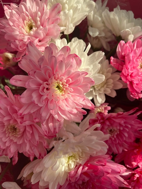 Roze en witte chrysant in zonlicht