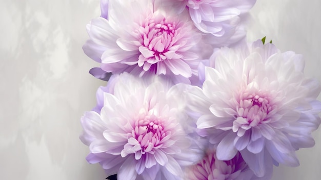 Roze en witte chrysant Witte paarse chrysanten bloemen op witte achtergrond AI gegenereerd