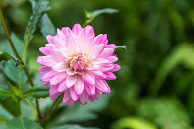 Roze en witte dahliabloem in tuin.