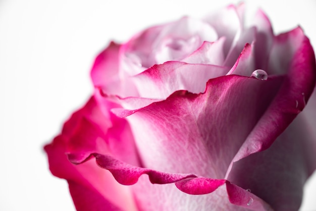 Roze en witte kleur roos close-up