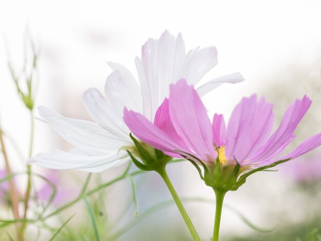 Roze en witte kosmosbloemen in de tuin