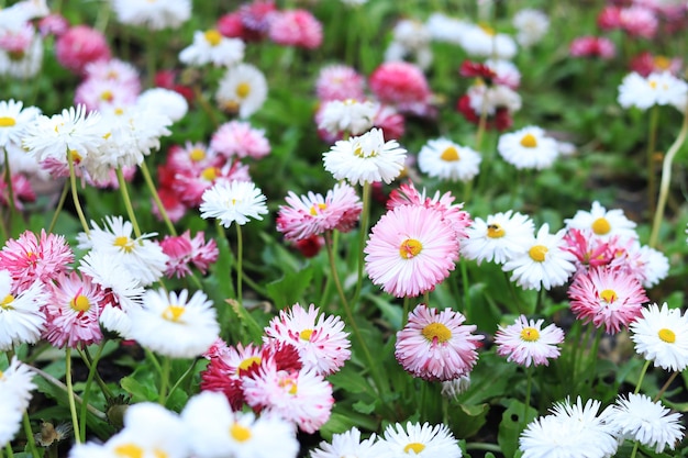 Roze en witte laaggroeiende lentebloemen op een bloembed
