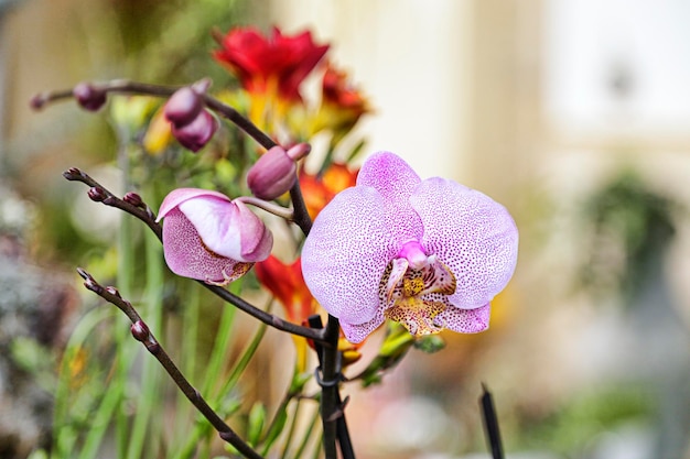 Roze en witte orchideeën te koop