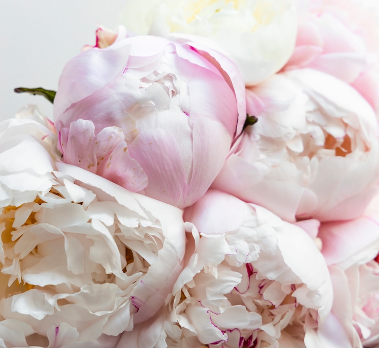 Foto roze en witte pioenrozen