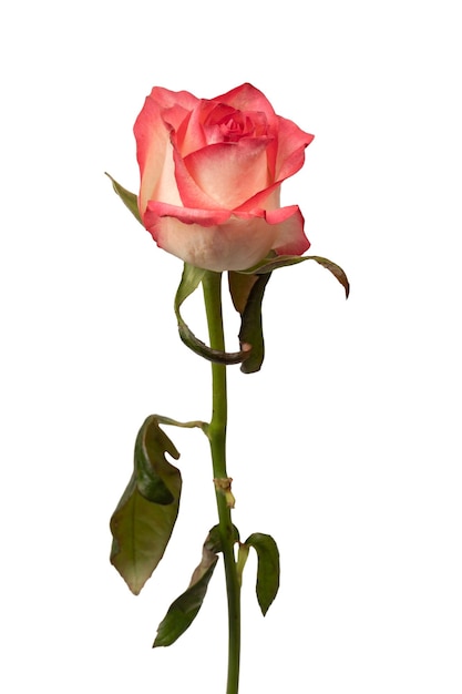 Foto roze en witte prachtige roos geïsoleerd op een witte achtergrond