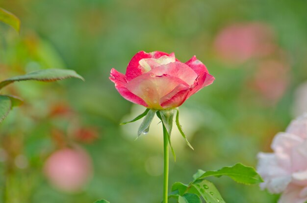 Roze en witte roos