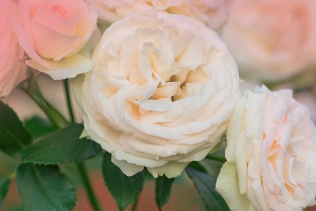 Roze en witte rozen bloeien in een tropische tuin Roze roos met groen op een kleurrijke tuinachtergrond