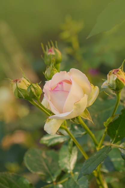 Roze en witte rozen Eden Rose Zomertuin met engelse rozen