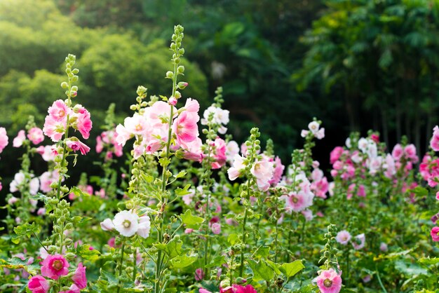 Roze en witte stokroosbloem