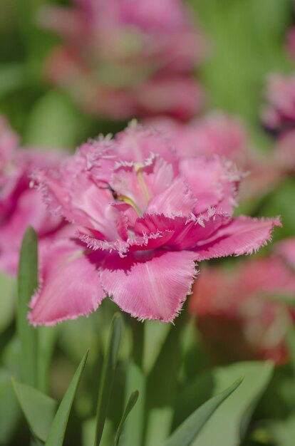 Roze en witte tulp mascotte mascotte tulp op het bloembed tulp met franjes mascotte