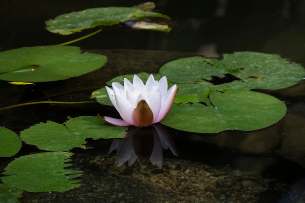 Roze en witte waterlelie