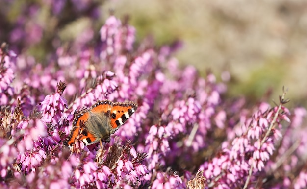 Roze erica carnea bloeit winterhit en een vlinder in de lentetuin