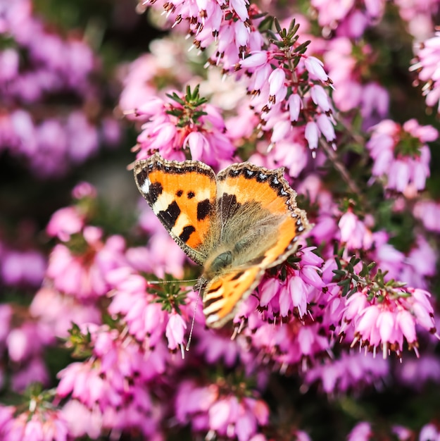 Roze erica carnea bloeit winterhit en een vlinder in een lentetuin