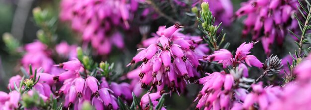 Roze erica carnea bloemen winterheide in de tuin na regen in het vroege voorjaar bloemen achtergrond bo...