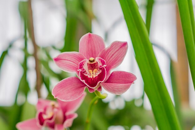 Roze exotische orchideebloemen in botanische tuin