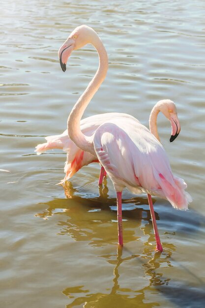 Roze flamingo Grotere flamingoPhoenicopterus roseus