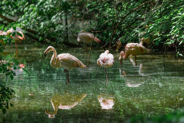 Roze flamingo in de vijver, zacht zonlicht en de reflectie van het mosselwater. Dierenpark of dierentuin met tropisch