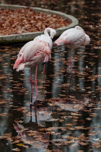 Roze flamingo in dierentuin. herfst vogel reflectie. caribische of afrikaanse exotische wilde vogels groep in water op één been.