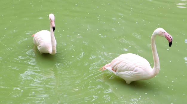 Roze flamingo is een geslacht van vogels uit de familie van een vlammende groep flamingo's op een meer of vijver.