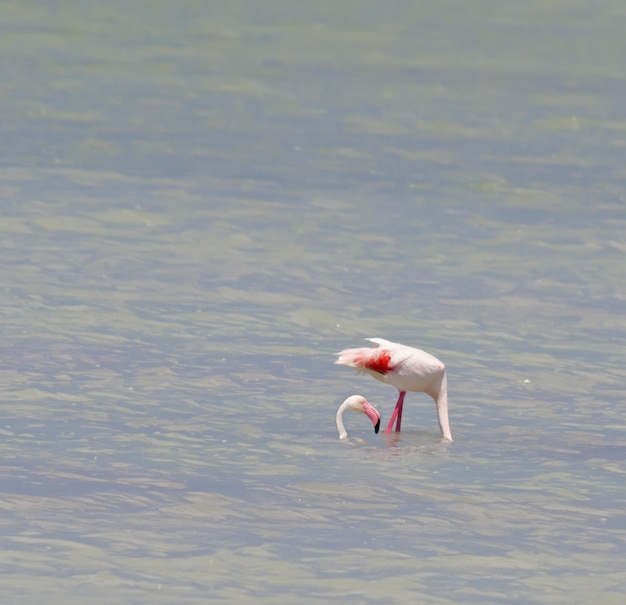 Roze flamingo met een hele lange nek