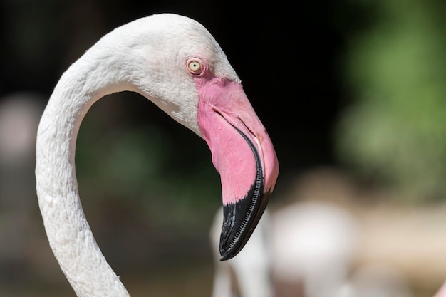 Roze flamingo op de boerderij