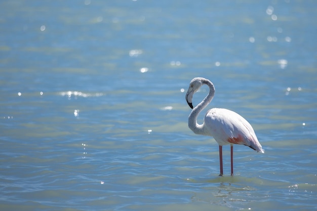 Roze flamingo op een close-up kopie ruimte van een zoutmeer