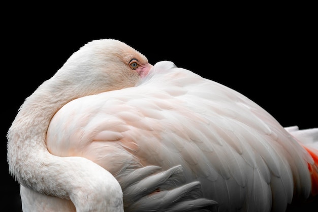 Roze flamingo Phoenicopterus roseus tegen zwarte achtergrond