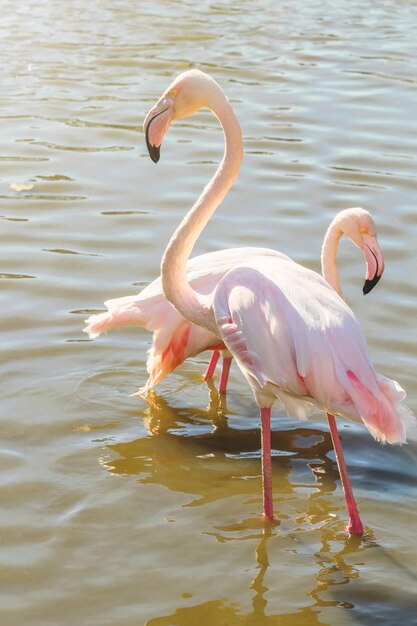 Roze Flamingo (Phoenicopterus roseus)