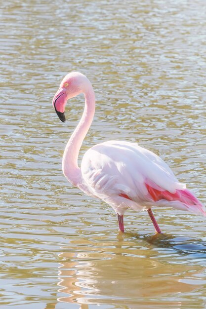 Roze Flamingo (Phoenicopterus roseus)