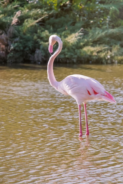 Roze Flamingo (Phoenicopterus roseus)