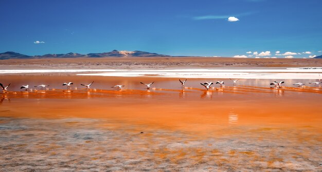 Roze flamingo's bij spannende lagune in Bolivia
