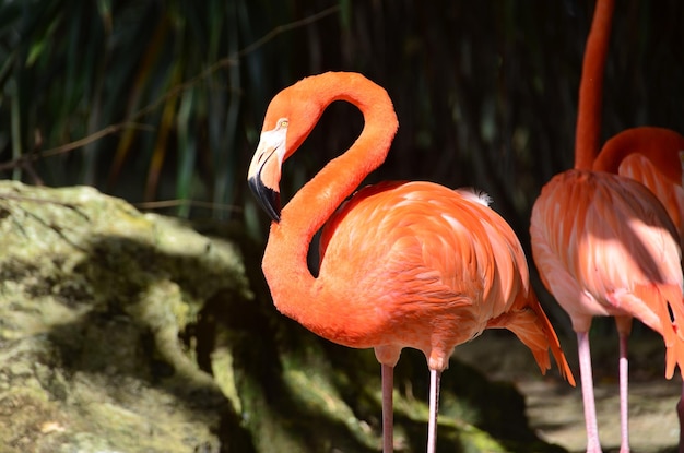 Roze flamingo's close-up.