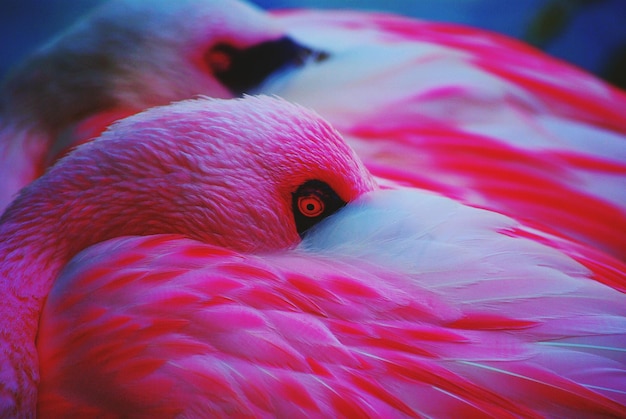 Foto roze flamingo's die zich in de open lucht versieren