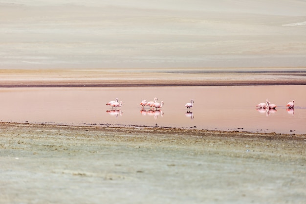 Roze flamingo's in de woestijn van Ica Peru