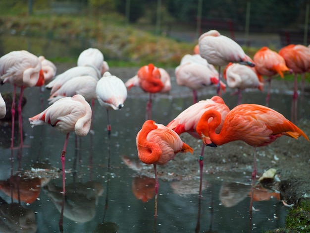 roze flamingo's in het meer