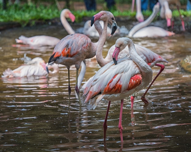 Roze flamingo's in het nationale vogelspark aves, brazilië.