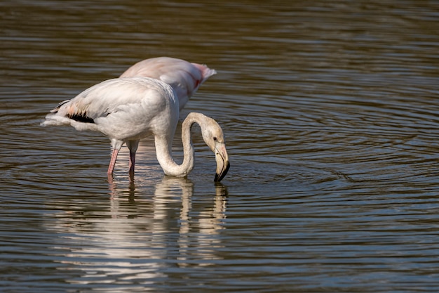 Roze flamingo's in het natuurpark van de moerassen