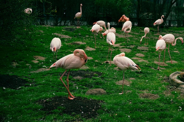 Roze flamingo's op groen gras