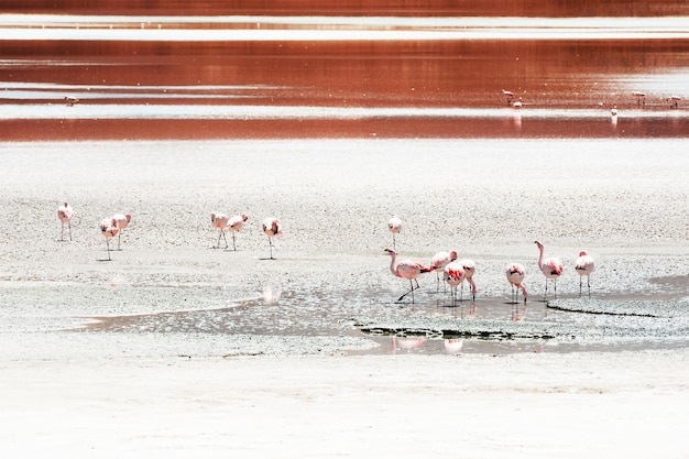 Roze flamingo's op lagune op grote hoogte in Altiplano, Bolivia. Zuid-Amerika dieren in het wild