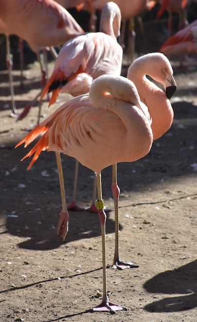 Roze flamingo's rusten en staan op één been