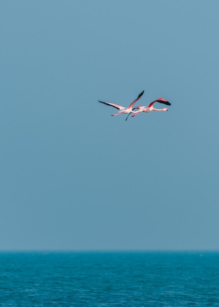 Roze flamingo's tijdens de vlucht over de zee