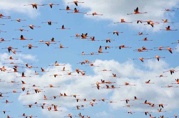 Roze flamingo's vliegen over de lagune.